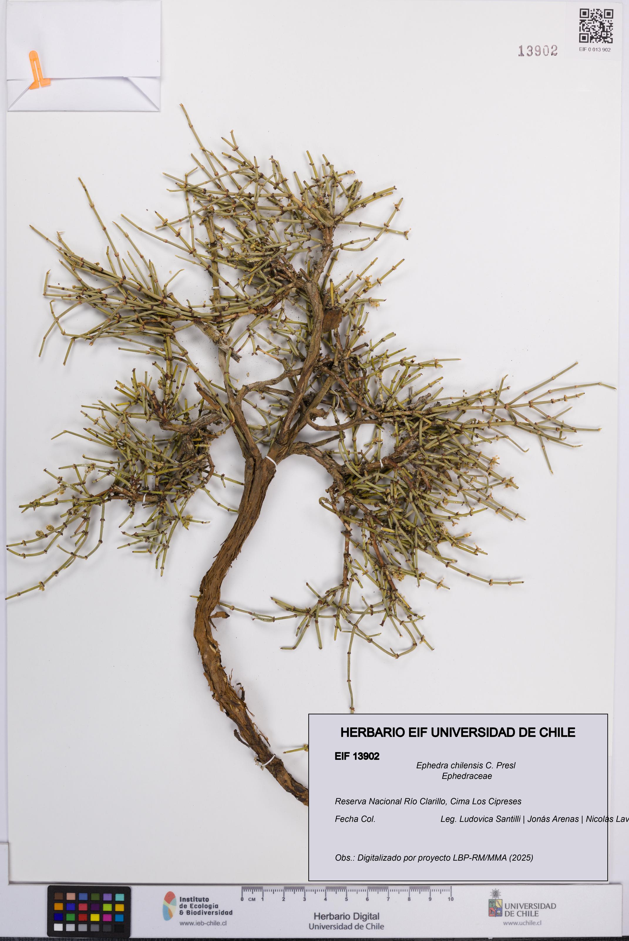 Ephedra chilensis [Espécimen: UCH:EIF:0013902]