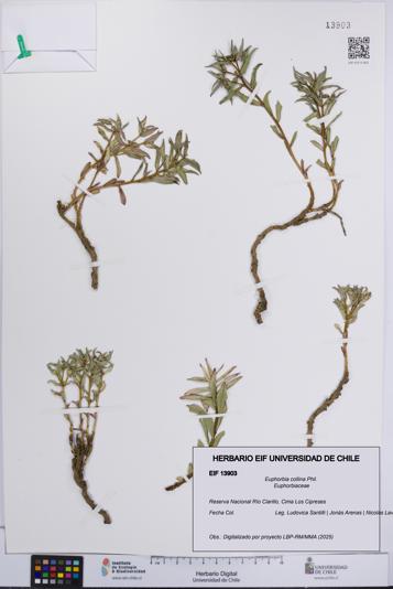 Euphorbia collina [Espécimen: UCH:EIF:0013903]
