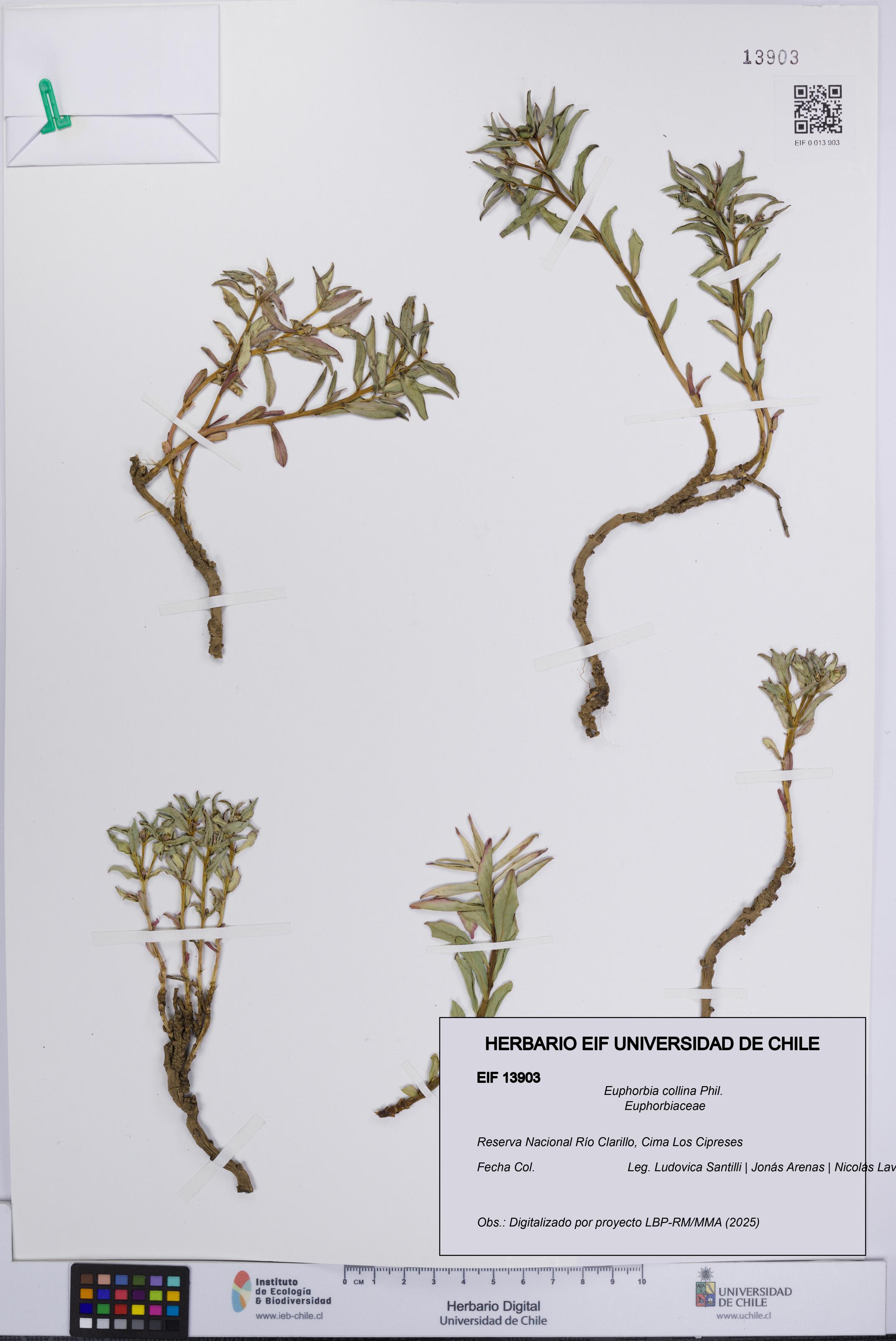 Euphorbia collina [Espécimen: UCH:EIF:0013903]