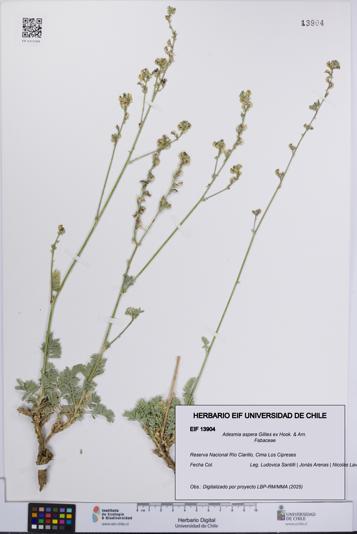 Adesmia aspera [Espécimen: UCH:EIF:0013904]