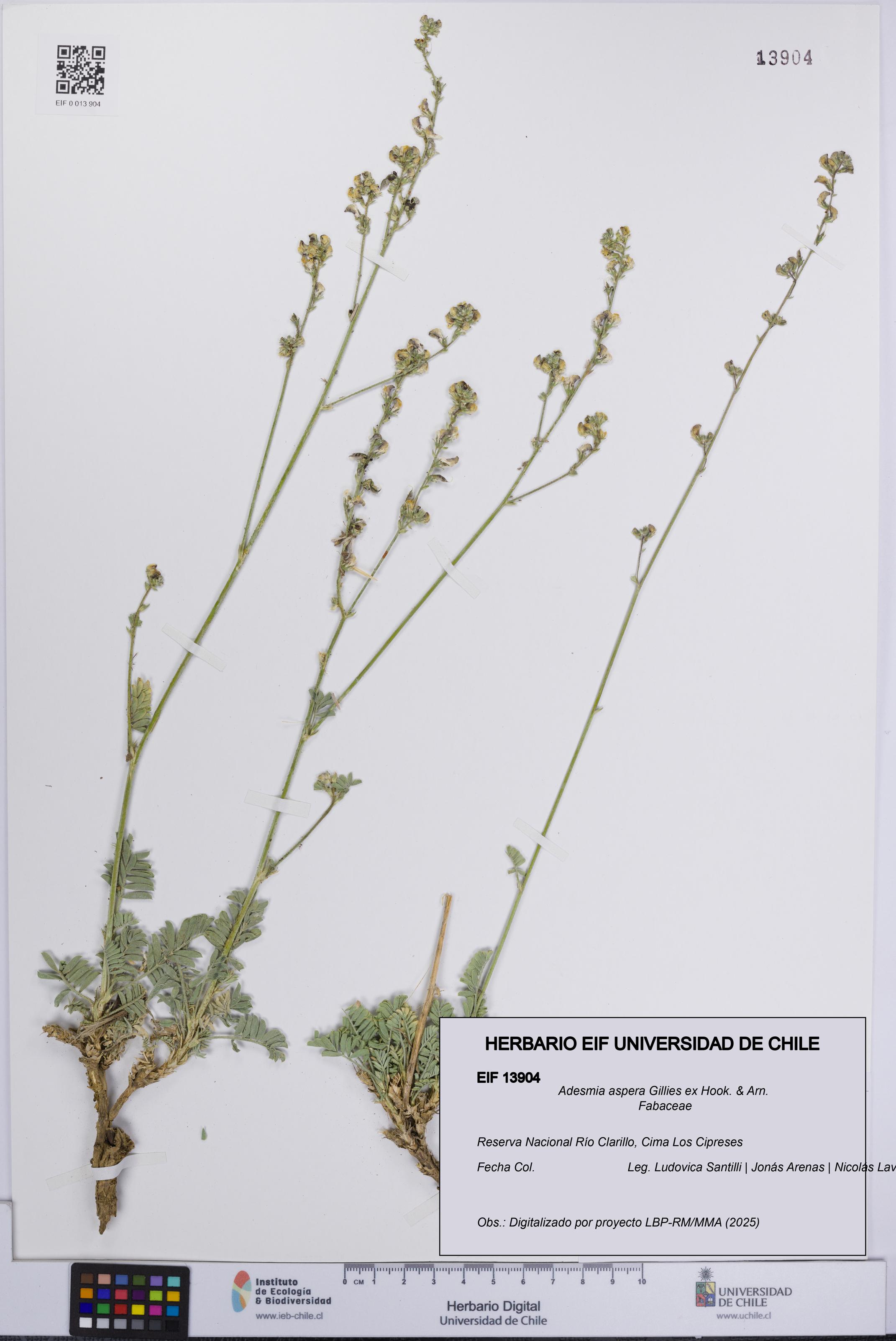 Adesmia aspera [Espécimen: UCH:EIF:0013904]