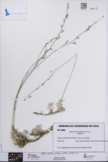 Adesmia mucronata [Espécimen: UCH:EIF:0013905]