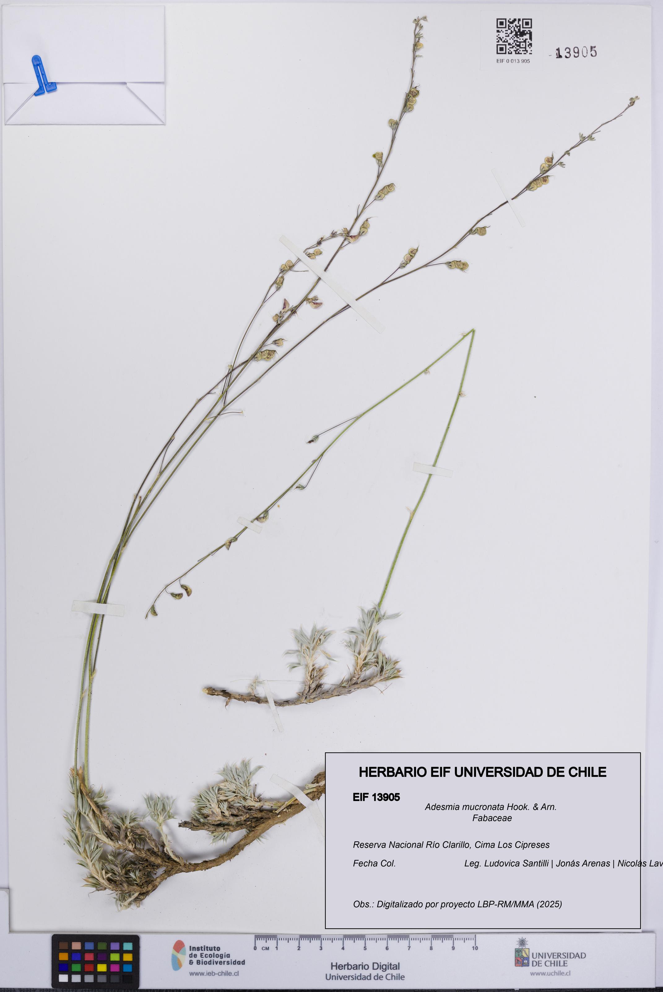 Adesmia mucronata [Espécimen: UCH:EIF:0013905]