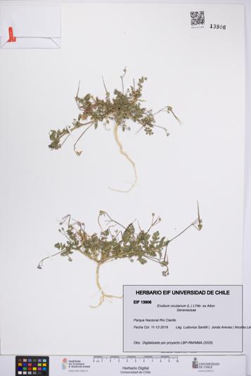 Erodium cicutarium [Espécimen: UCH:EIF:0013906]