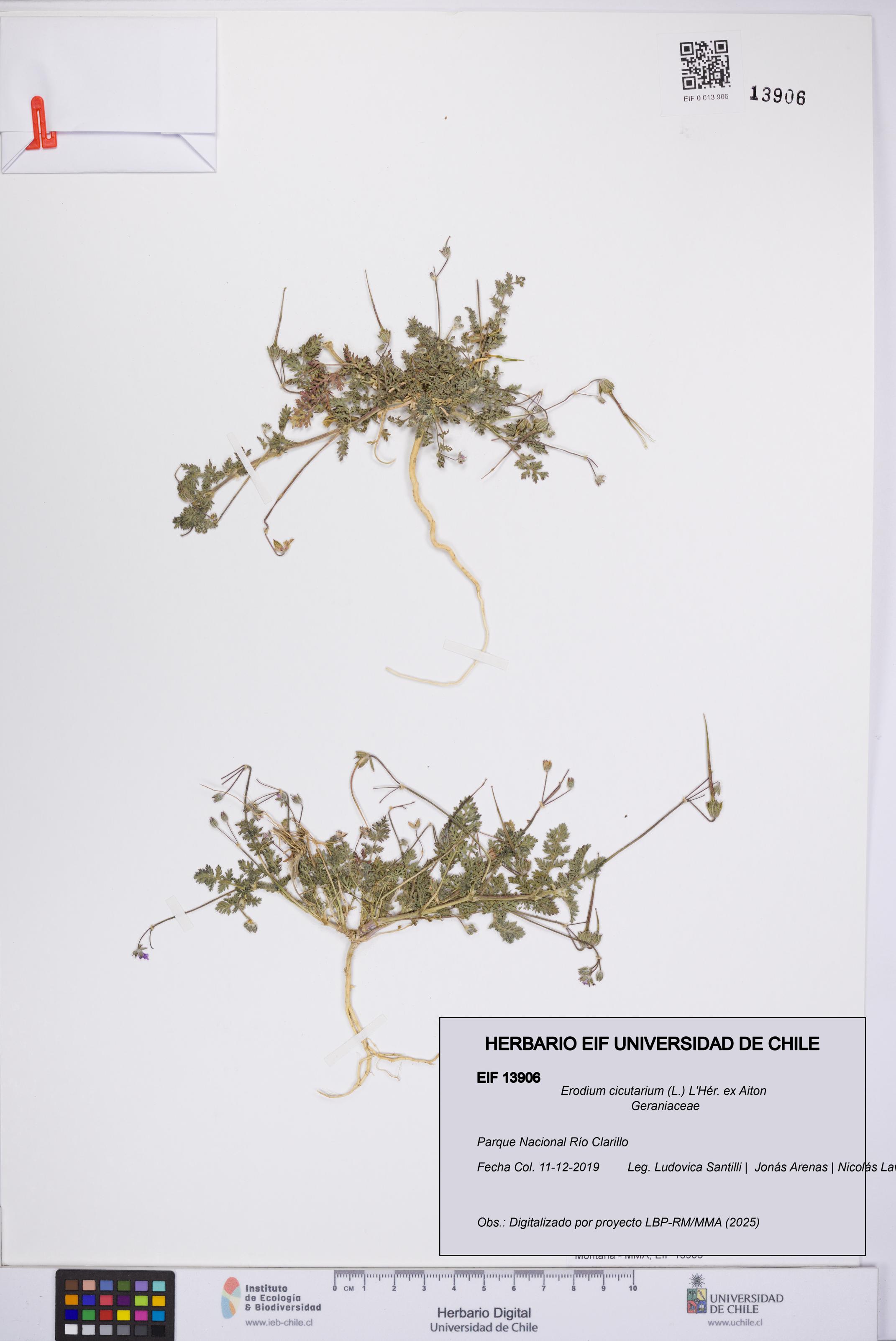 Erodium cicutarium [Espécimen: UCH:EIF:0013906]