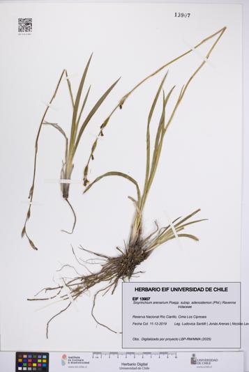Sisyrinchium arenarium subsp. adenostemon [Espécimen: UCH:EIF:0013907]