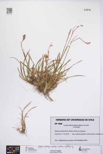 Luzula chilensis [Espécimen: UCH:EIF:0013908]
