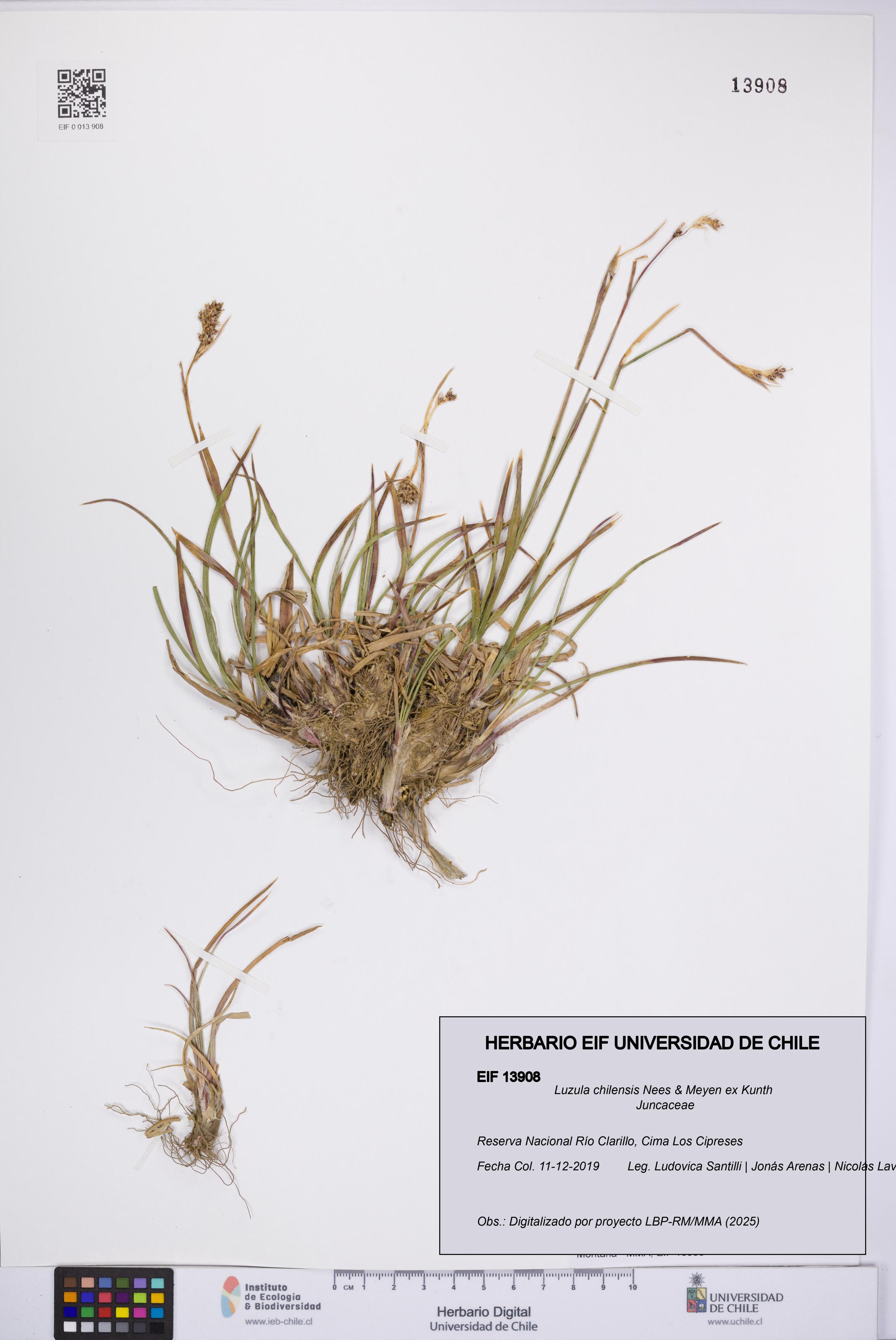 Luzula chilensis [Espécimen: UCH:EIF:0013908]