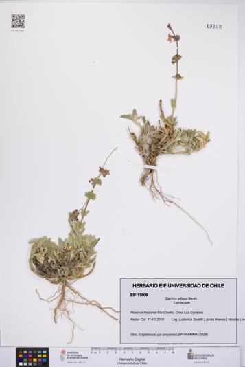 Stachys gilliesii [Espécimen: UCH:EIF:0013909]