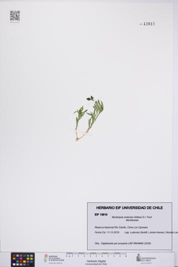 Montiopsis andicola [Espécimen: UCH:EIF:0013910]