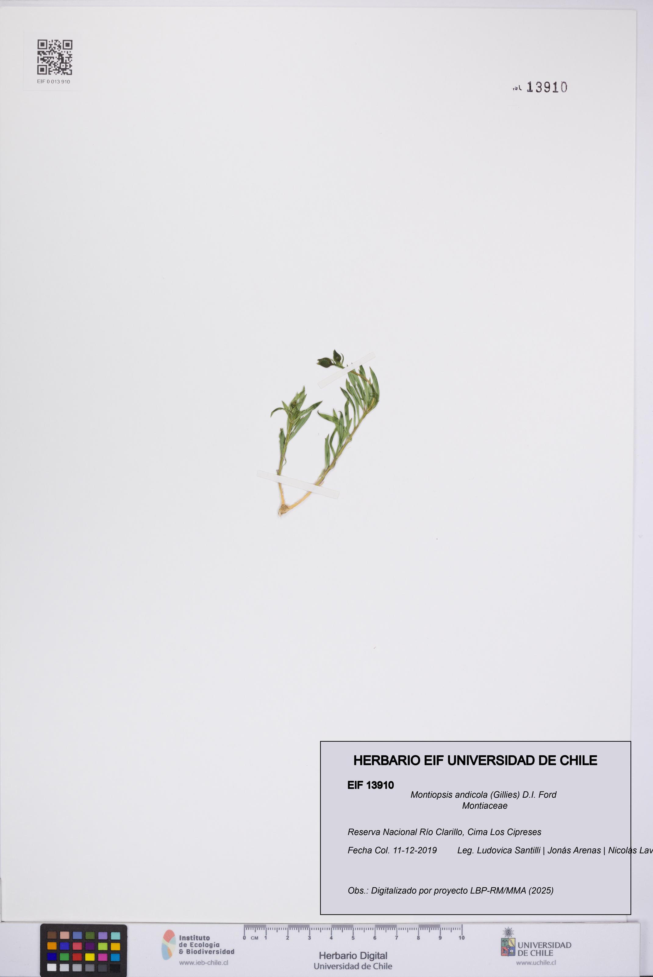 Montiopsis andicola [Espécimen: UCH:EIF:0013910]