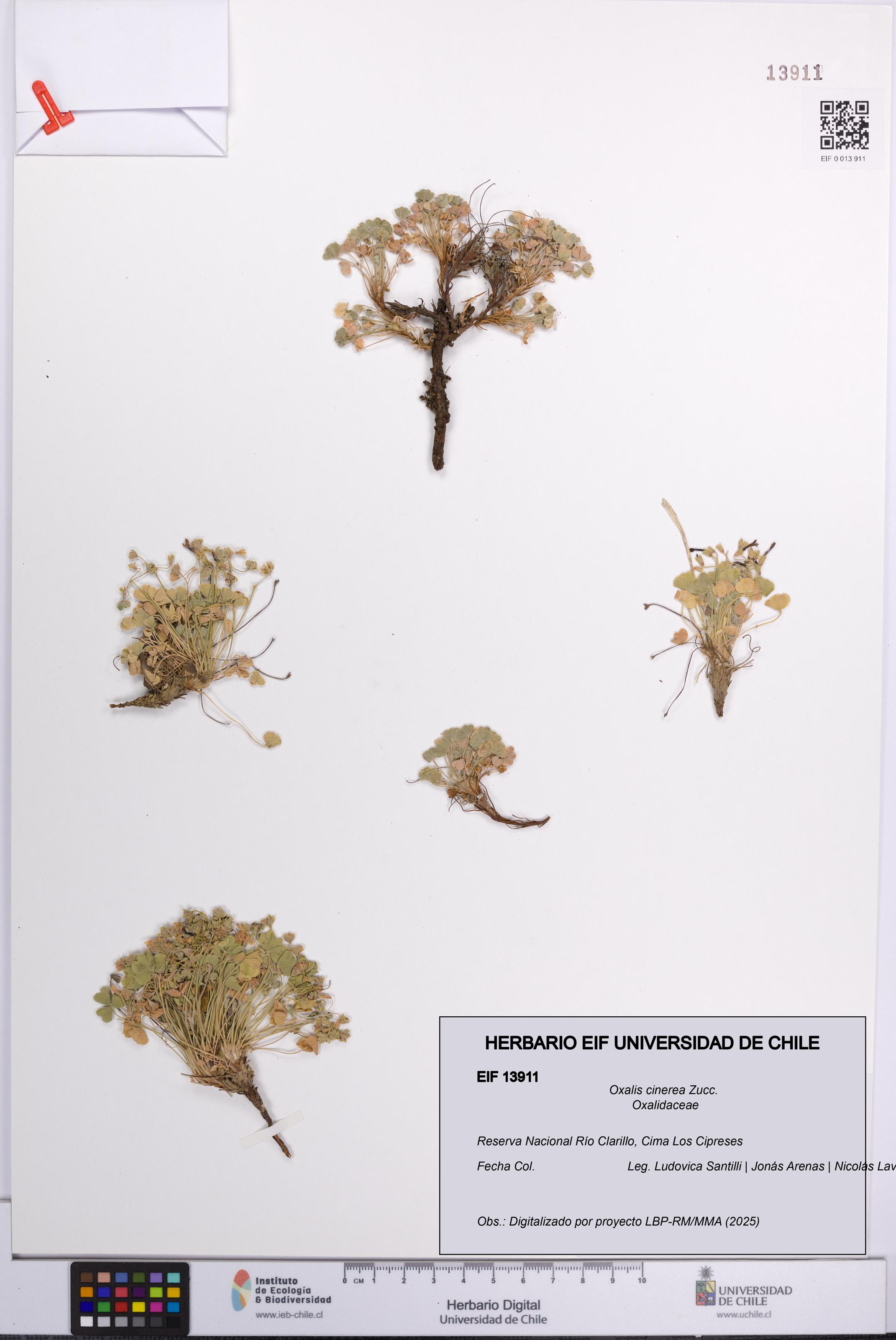 Oxalis cinerea [Espécimen: UCH:EIF:0013911]
