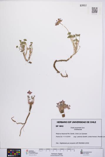 Oxalis squamata [Espécimen: UCH:EIF:0013912]