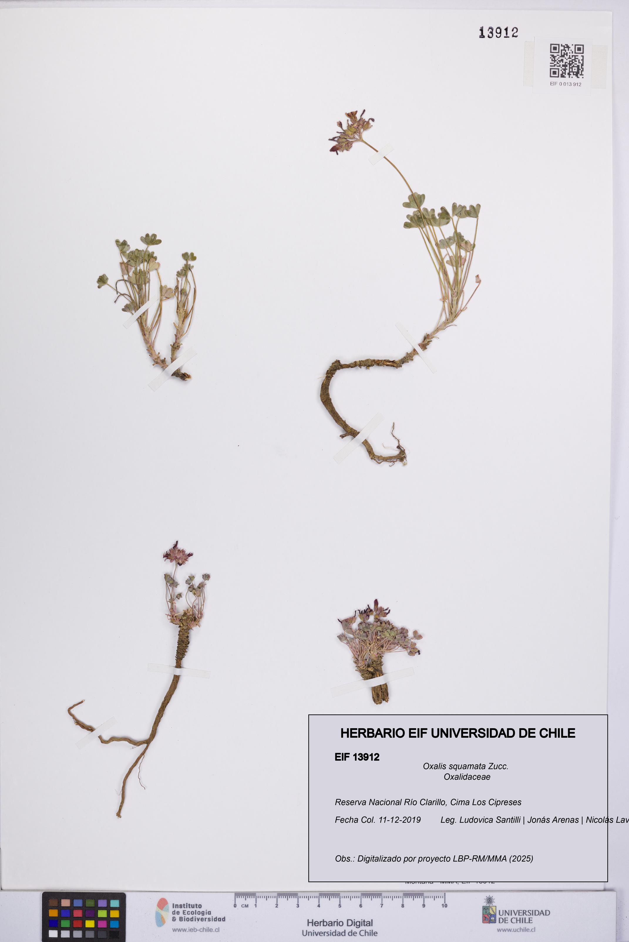 Oxalis squamata [Espécimen: UCH:EIF:0013912]