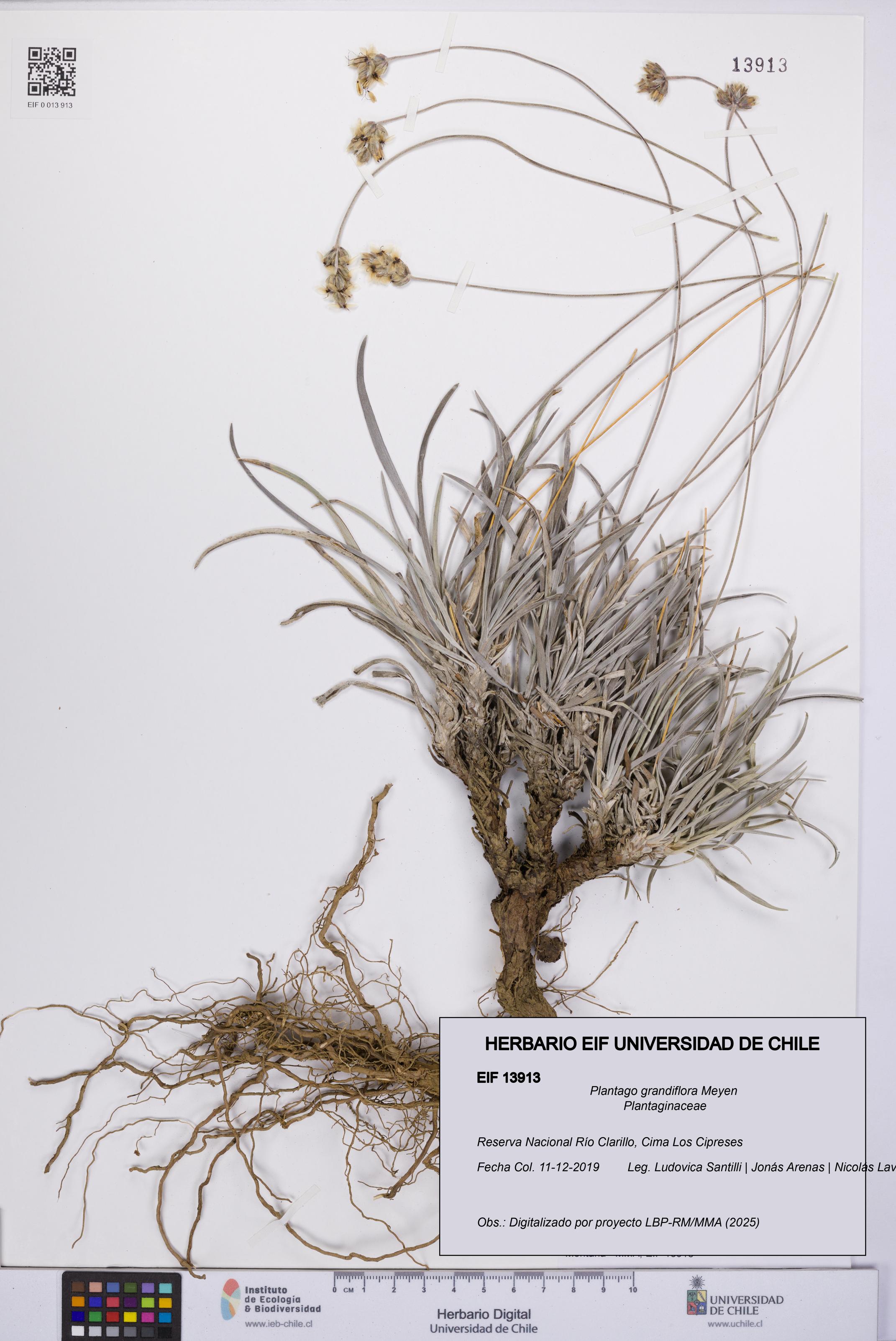 Plantago grandiflora [Espécimen: UCH:EIF:0013913]