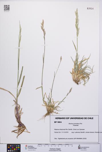 Bromus tunicatus [Espécimen: UCH:EIF:0013914]