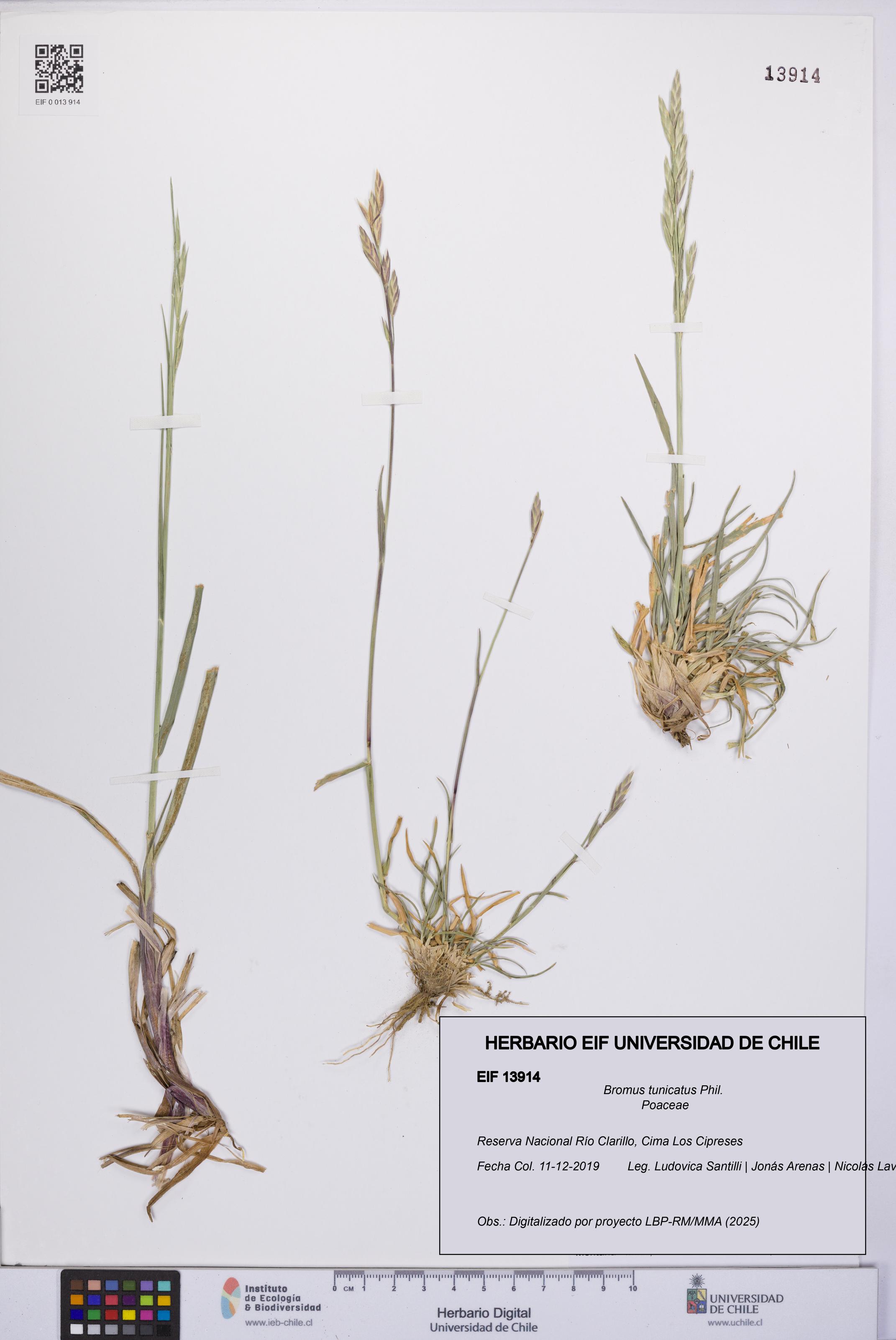 Bromus tunicatus [Espécimen: UCH:EIF:0013914]