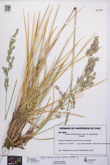 Festuca acanthophylla [Espécimen: UCH:EIF:0013915]
