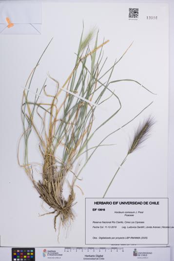 Hordeum comosum [Espécimen: UCH:EIF:0013916]