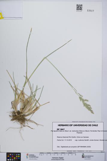 Poa ligularis var. resinulosa [Espécimen: UCH:EIF:0013917]