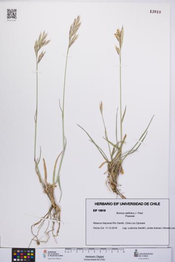 Bromus setifolius [Espécimen: UCH:EIF:0013919]
