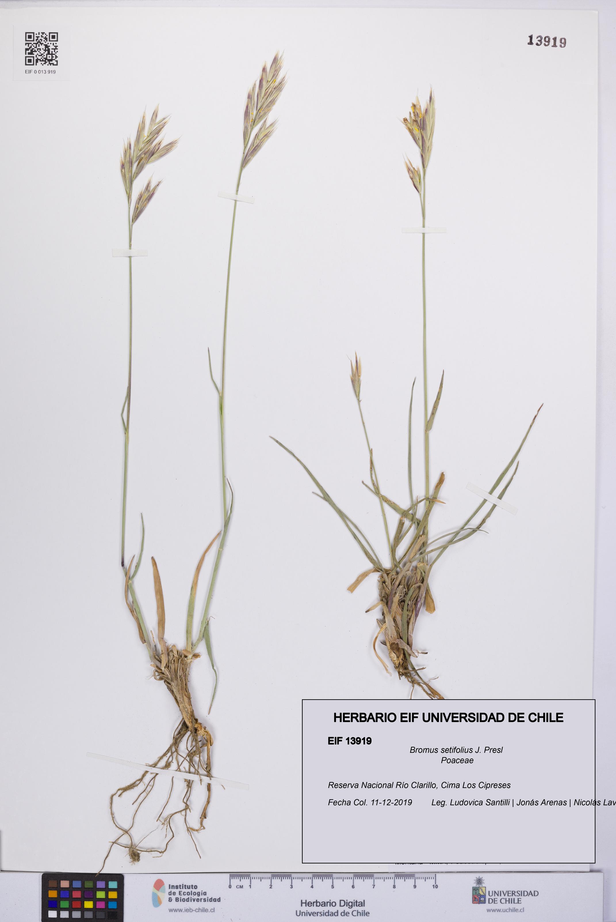 Bromus setifolius [Espécimen: UCH:EIF:0013919]