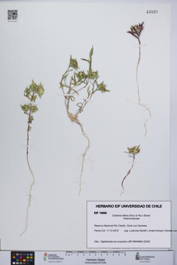 Collomia biflora [Espécimen: UCH:EIF:0013920]
