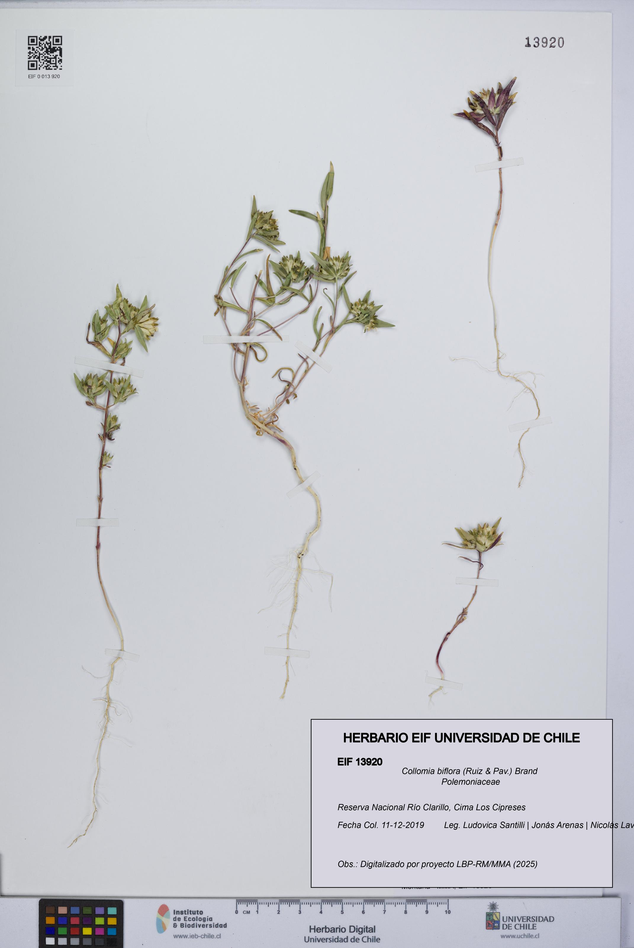 Collomia biflora [Espécimen: UCH:EIF:0013920]