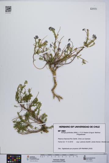 Senega gnidioides [Espécimen: UCH:EIF:0013921]