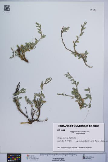 Polygonum bowenkampii [Espécimen: UCH:EIF:0013922]