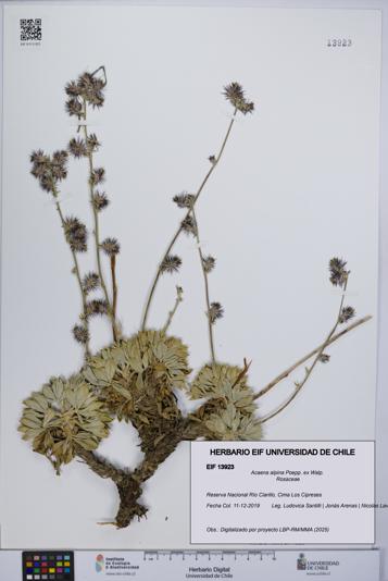 Acaena alpina [Espécimen: UCH:EIF:0013923]