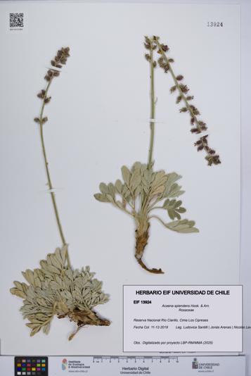 Acaena splendens [Espécimen: UCH:EIF:0013924]