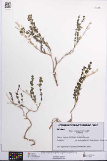 Galium eriocarpum [Espécimen: UCH:EIF:0013925]