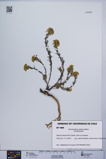 Quinchamalium chilense [Espécimen: UCH:EIF:0013926]