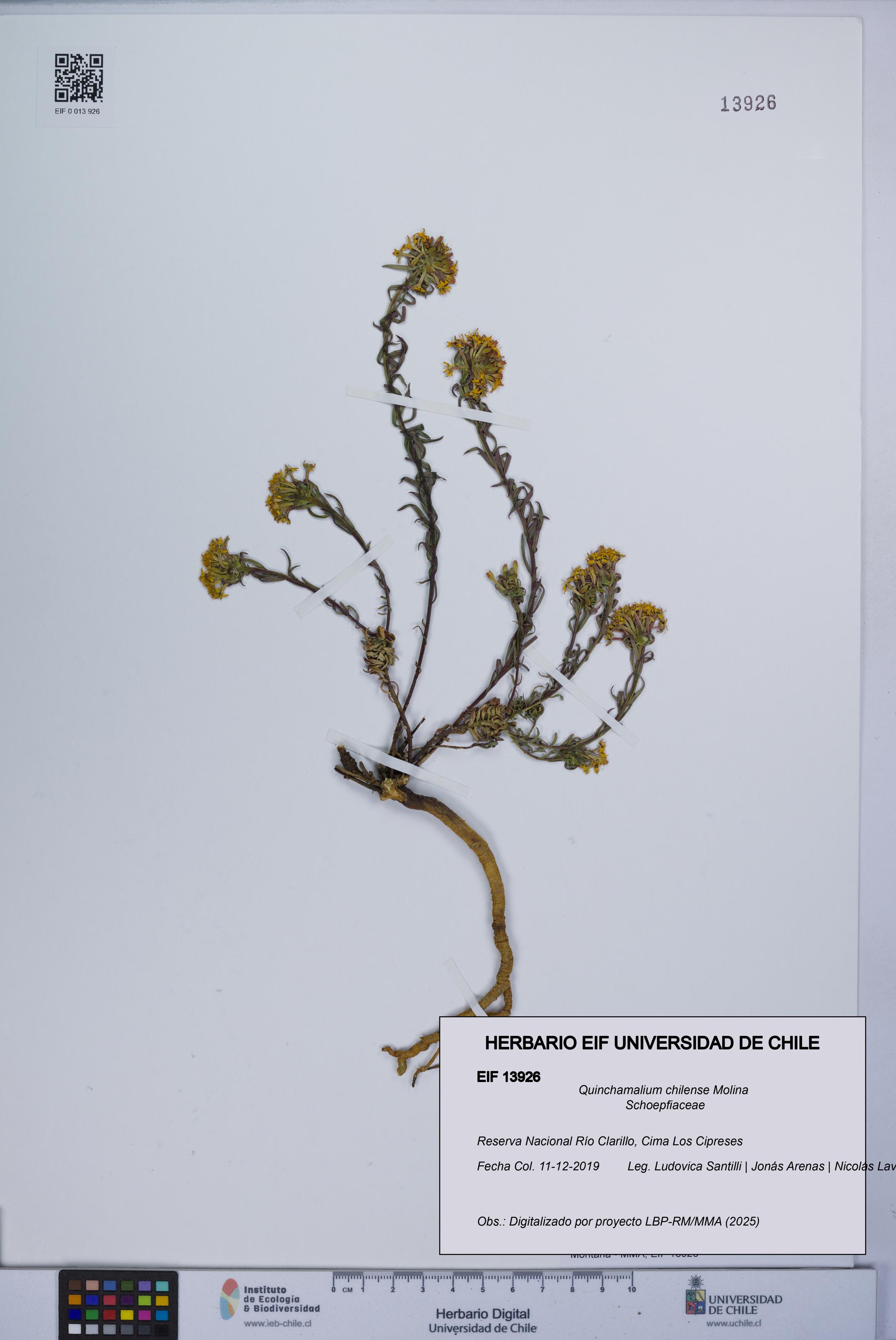 Quinchamalium chilense [Espécimen: UCH:EIF:0013926]