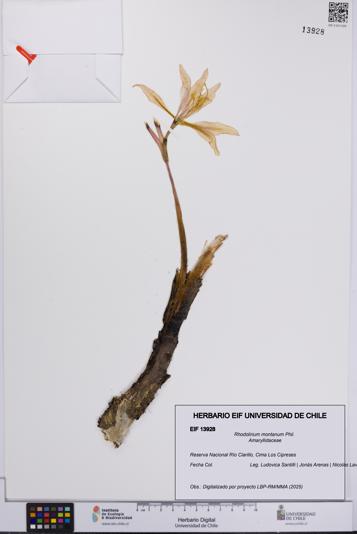 Rhodolirium montanum [Espécimen: UCH:EIF:0013928]