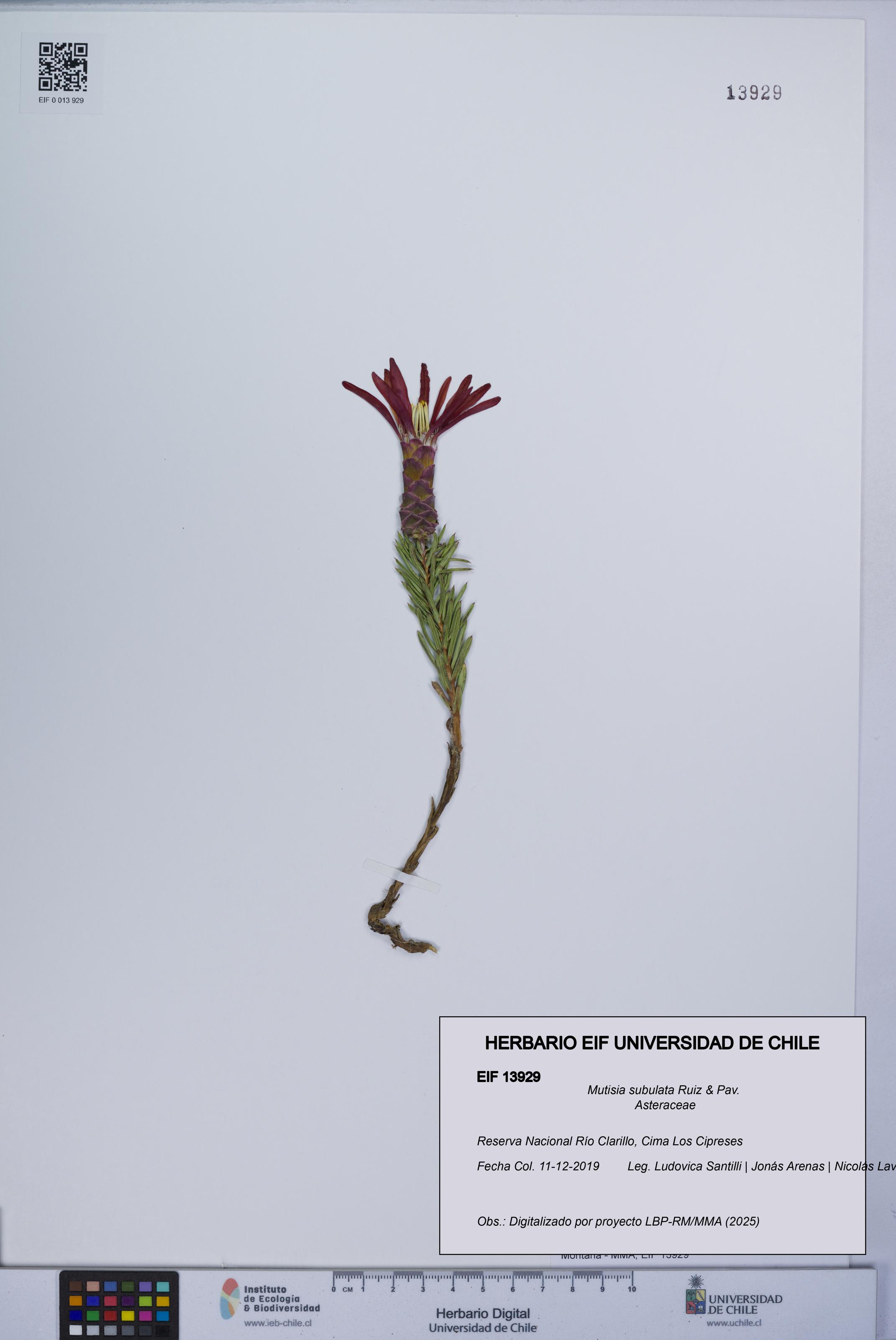 Mutisia subulata [Espécimen: UCH:EIF:0013929]