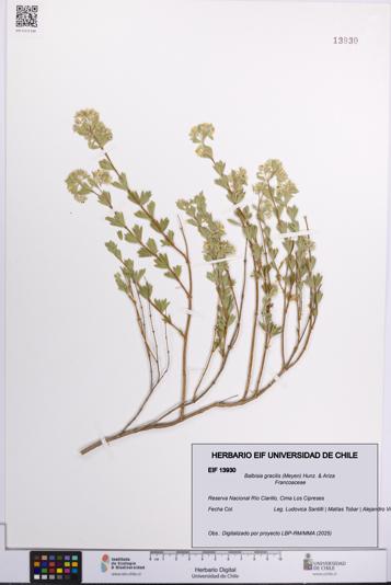 Balbisia gracilis [Espécimen: UCH:EIF:0013930]