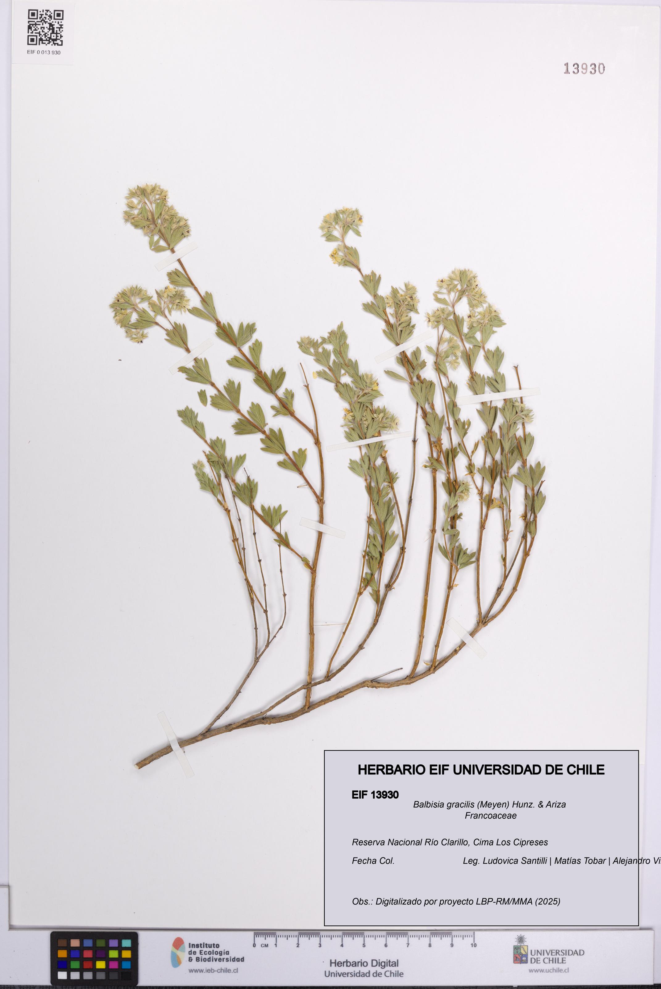 Balbisia gracilis [Espécimen: UCH:EIF:0013930]