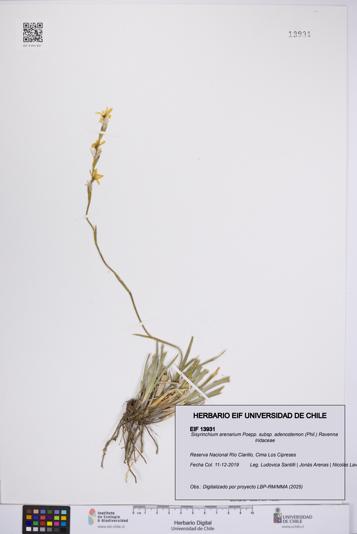 Sisyrinchium arenarium [Espécimen: UCH:EIF:0013931]