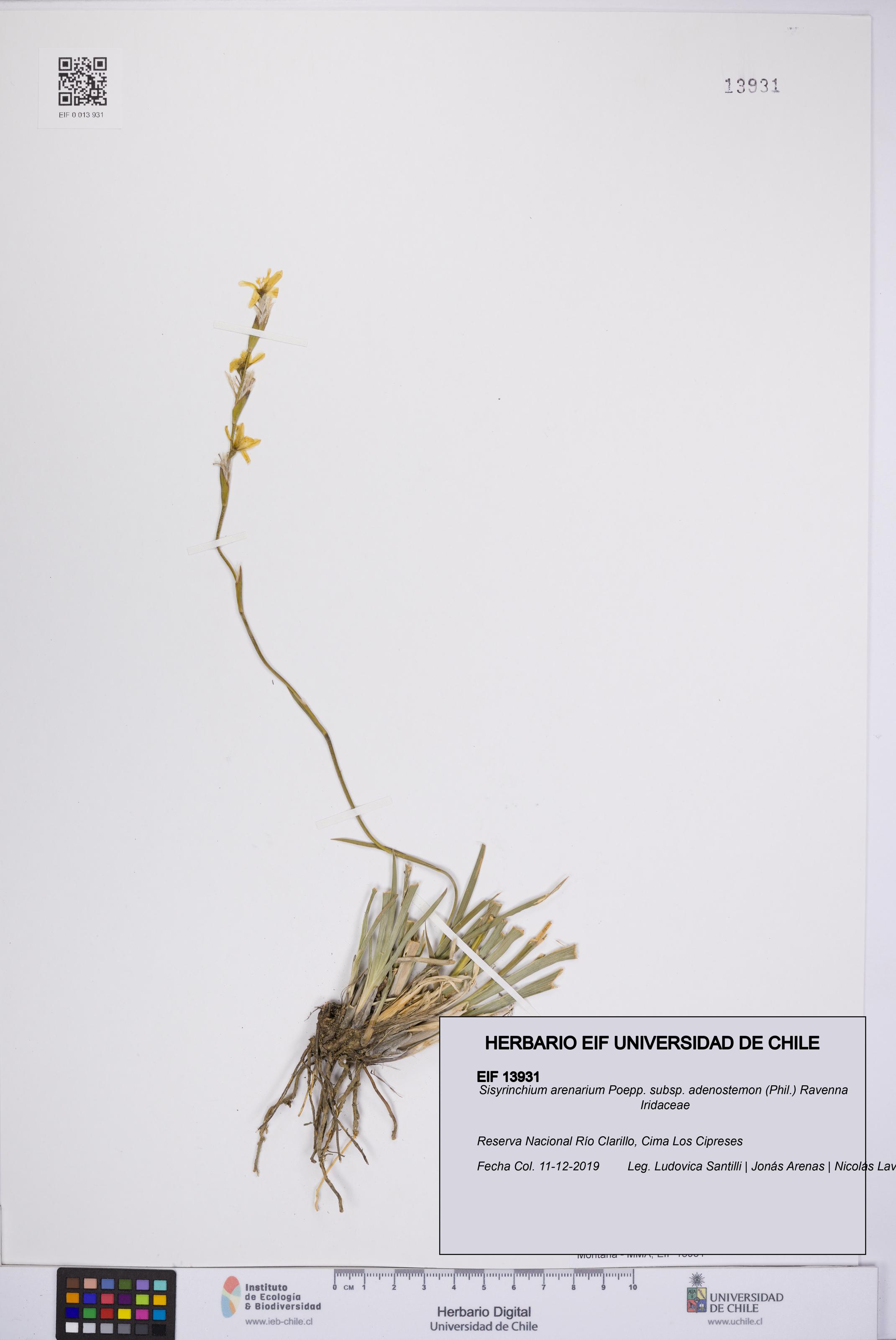 Sisyrinchium arenarium subsp. adenostemon [Espécimen: UCH:EIF:0013931]