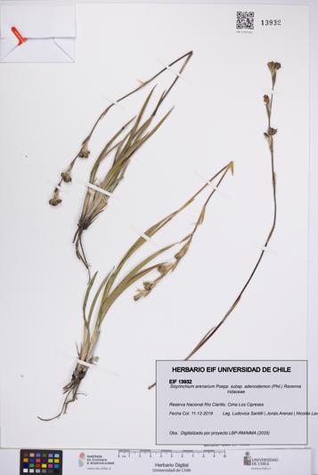 Sisyrinchium arenarium [Espécimen: UCH:EIF:0013932]
