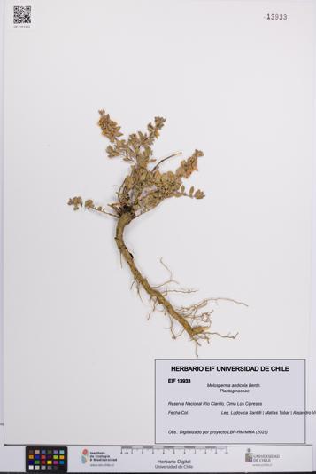 Melosperma andicola [Espécimen: UCH:EIF:0013933]