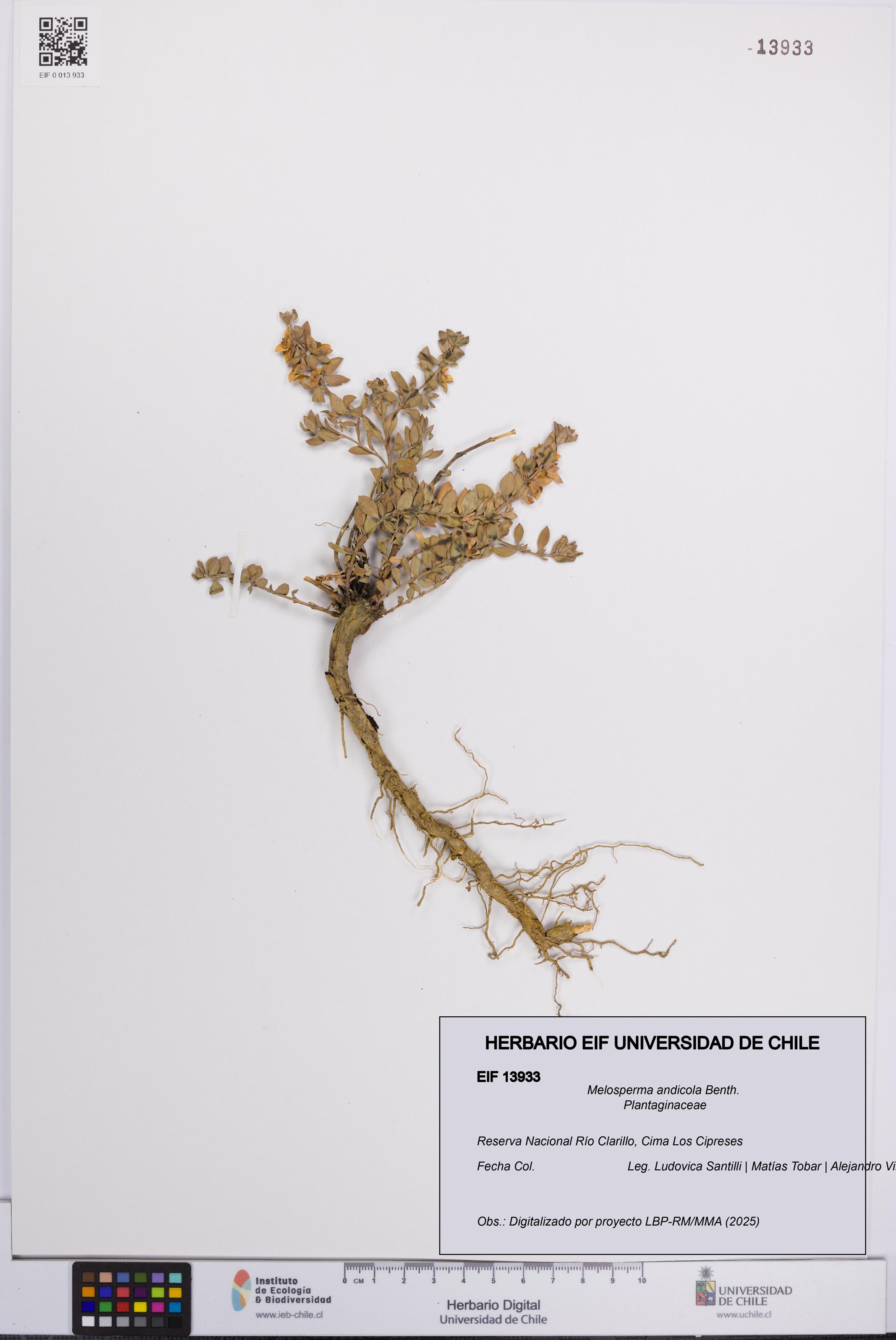 Melosperma andicola [Espécimen: UCH:EIF:0013933]