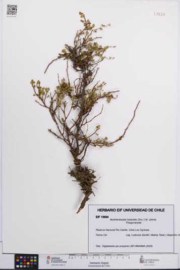 Muehlenbeckia hastulata [Espécimen: UCH:EIF:0013934]