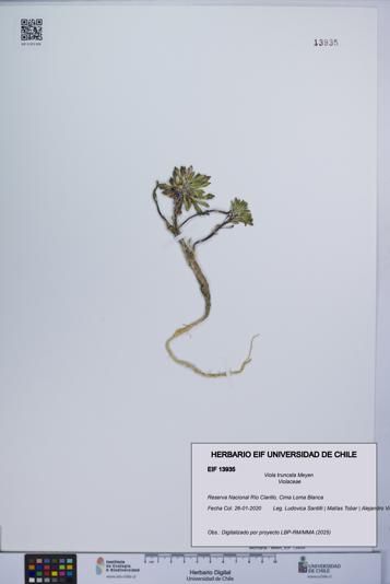 Viola truncata [Espécimen: UCH:EIF:0013935]