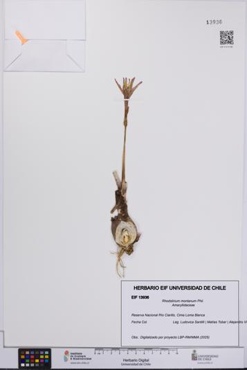 Rhodolirium montanum [Espécimen: UCH:EIF:0013936]