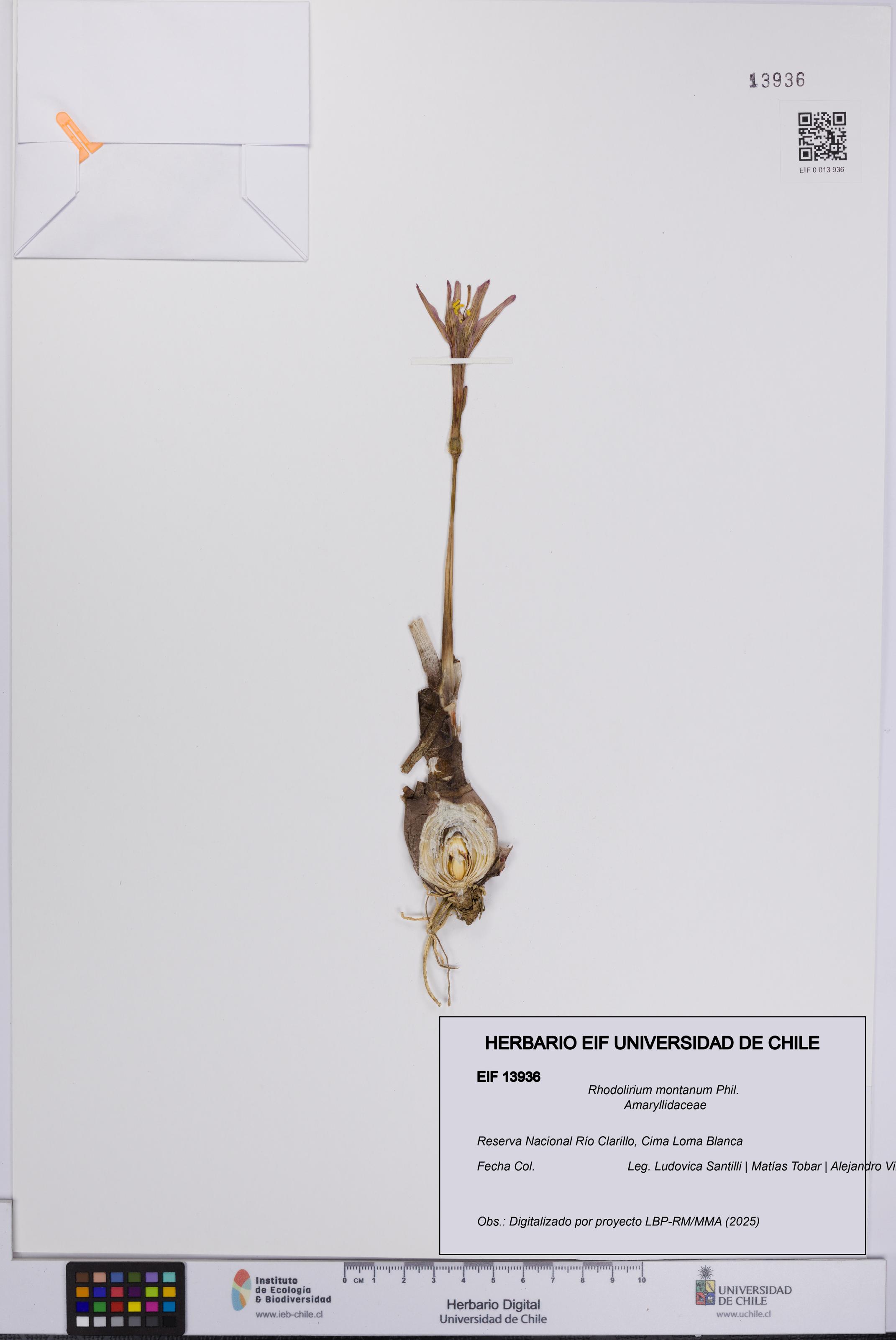 Rhodolirium montanum [Espécimen: UCH:EIF:0013936]