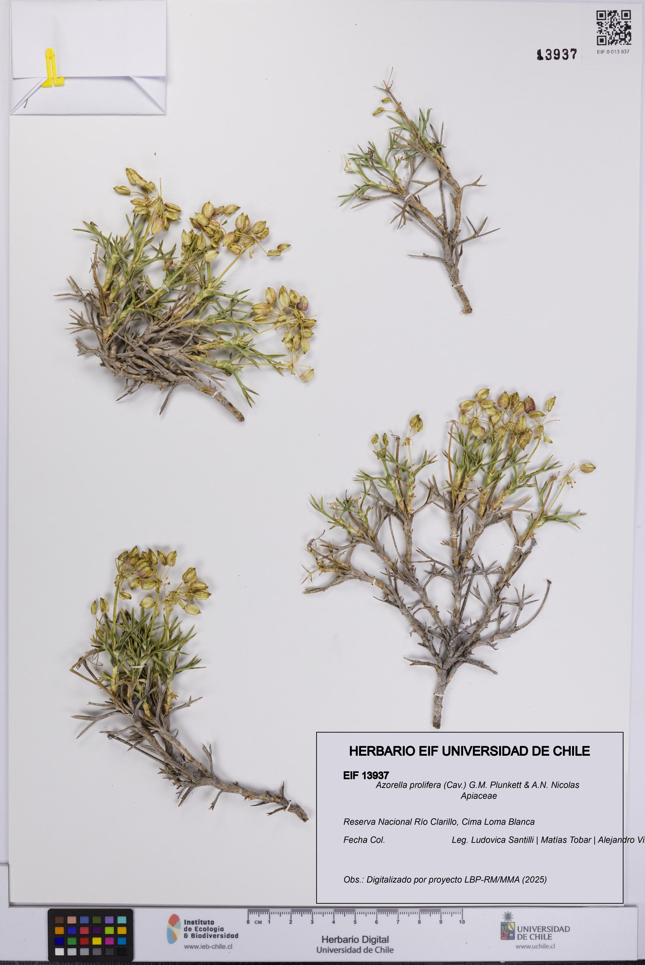 Azorella prolifera [Espécimen: UCH:EIF:0013937]