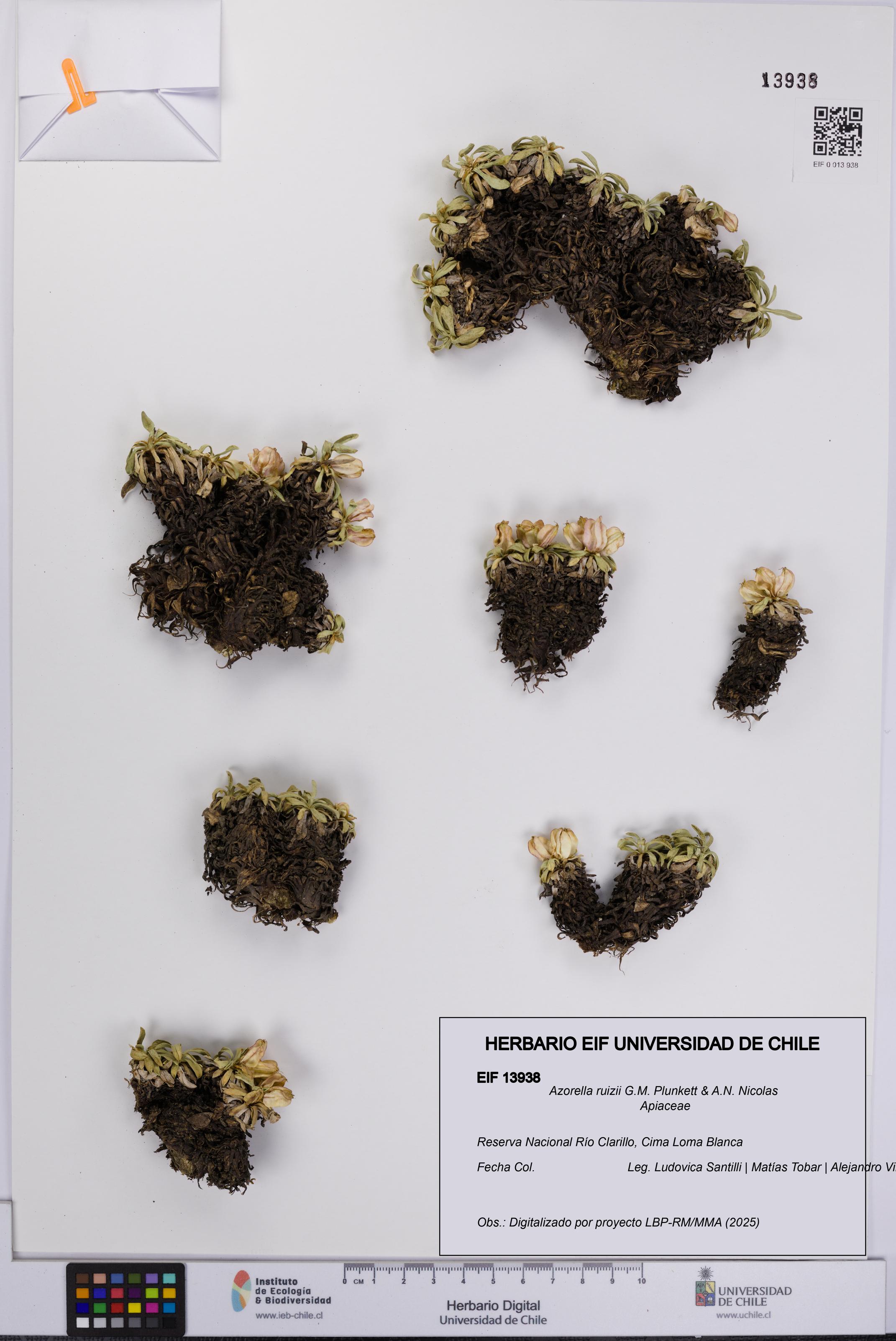 Azorella ruizii [Espécimen: UCH:EIF:0013938]